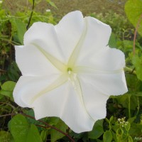 Ipomoea alba L.